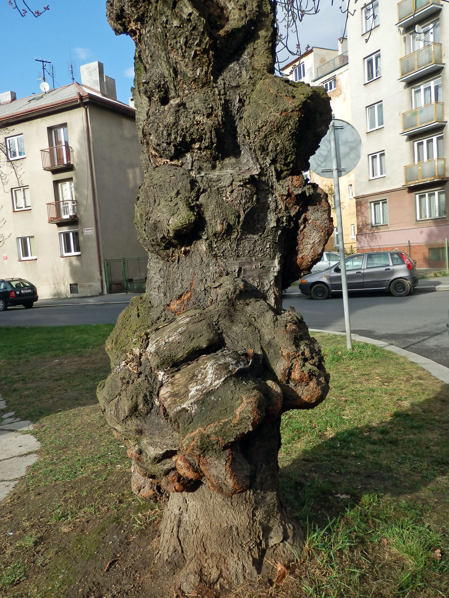 Sakura ozdobná (Prunus serrulata Lindl) (8a) s nádorem na kmeni