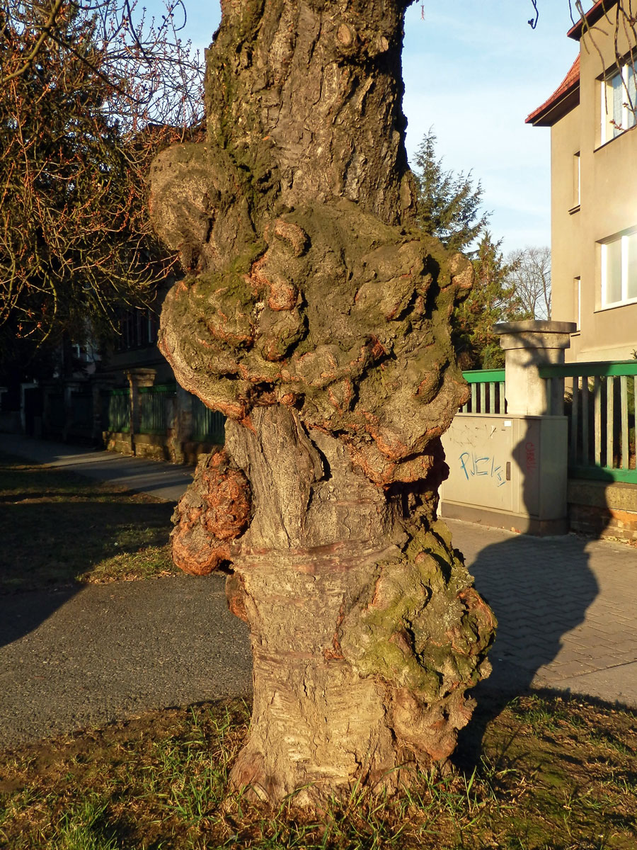 Sakura ozdobná (Prunus serrulata Lindl) (8c) s nádorem na kmeni