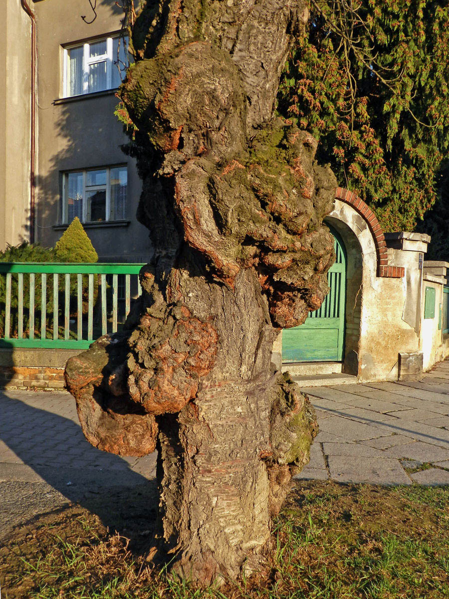 Sakura ozdobná (Prunus serrulata Lindl) (8d) s nádorem na kmeni