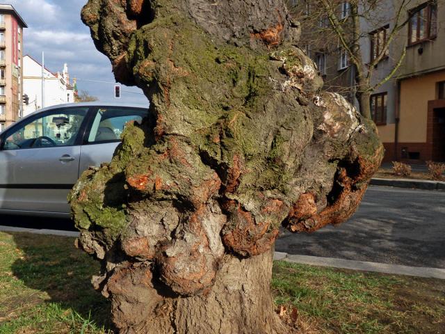 Sakura ozdobná (Prunus serrulata Lindl) (8e) s nádorem na kmeni