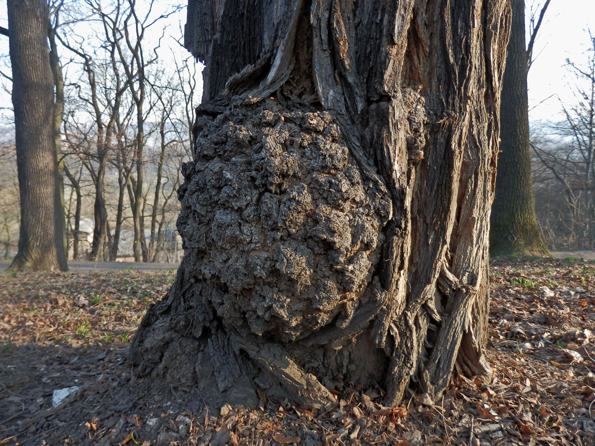 Tumory na akátu (Robinia pseudoacacia L.) (5)