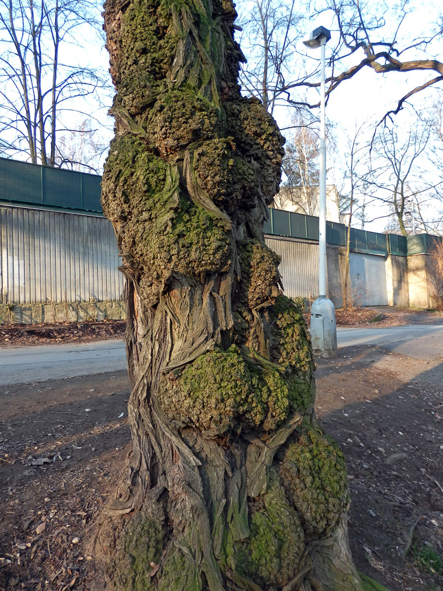 Tumory na akátu (Robinia pseudoacacia L.) (6a)