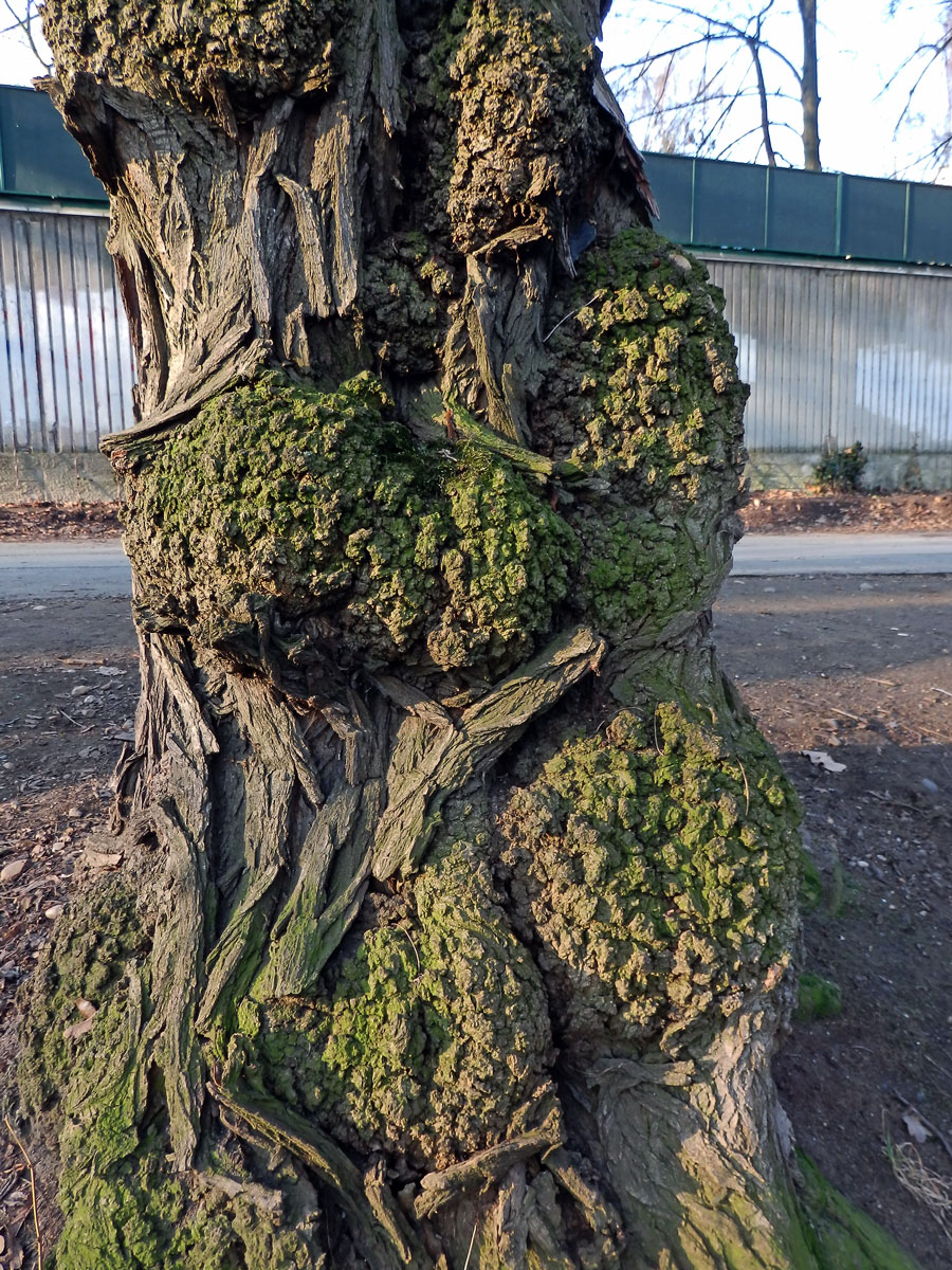 Tumory na akátu (Robinia pseudoacacia L.) (6b)