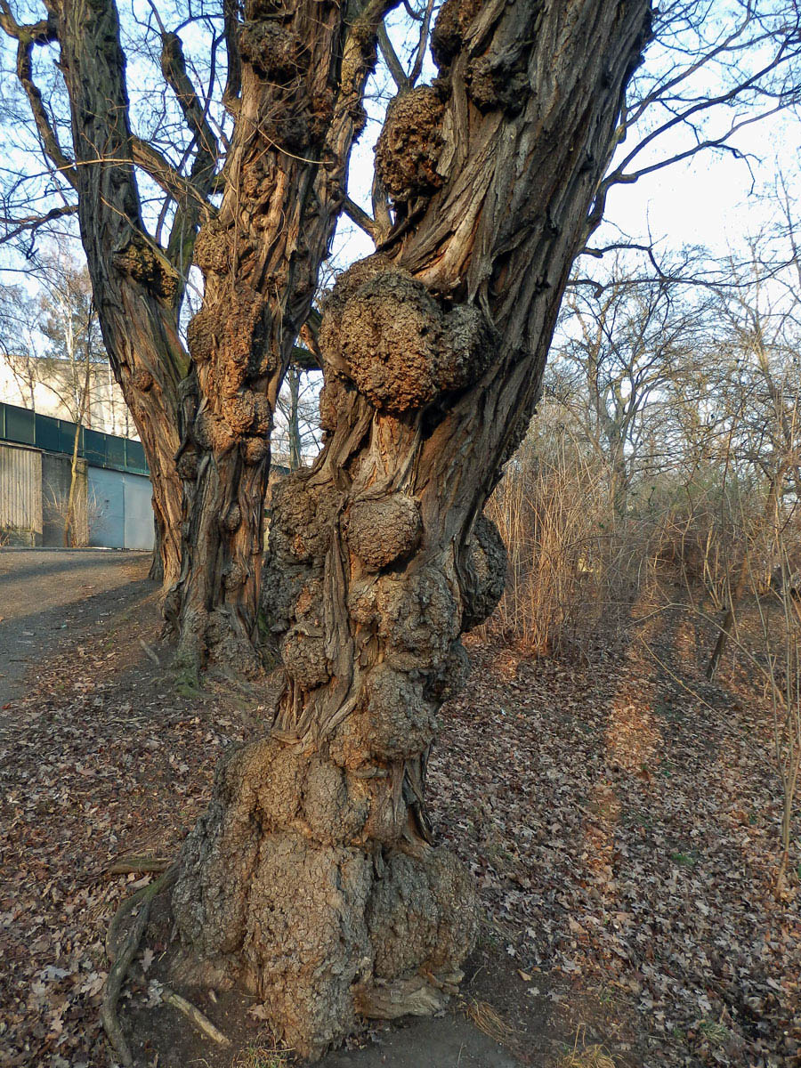 Tumory na akátu (Robinia pseudoacacia L.) (7a)