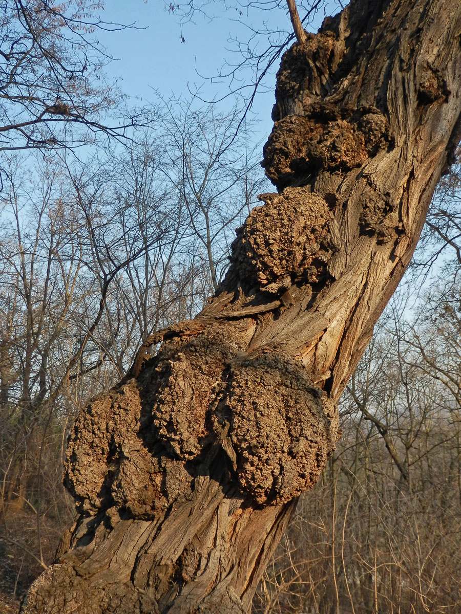 Tumory na akátu (Robinia pseudoacacia L.) (7b)