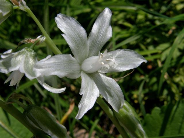 Snědek nicí (Ornithogalum nutans L.)