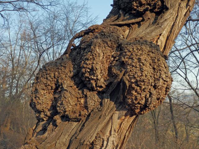 Tumory na akátu (Robinia pseudoacacia L.) (7d)