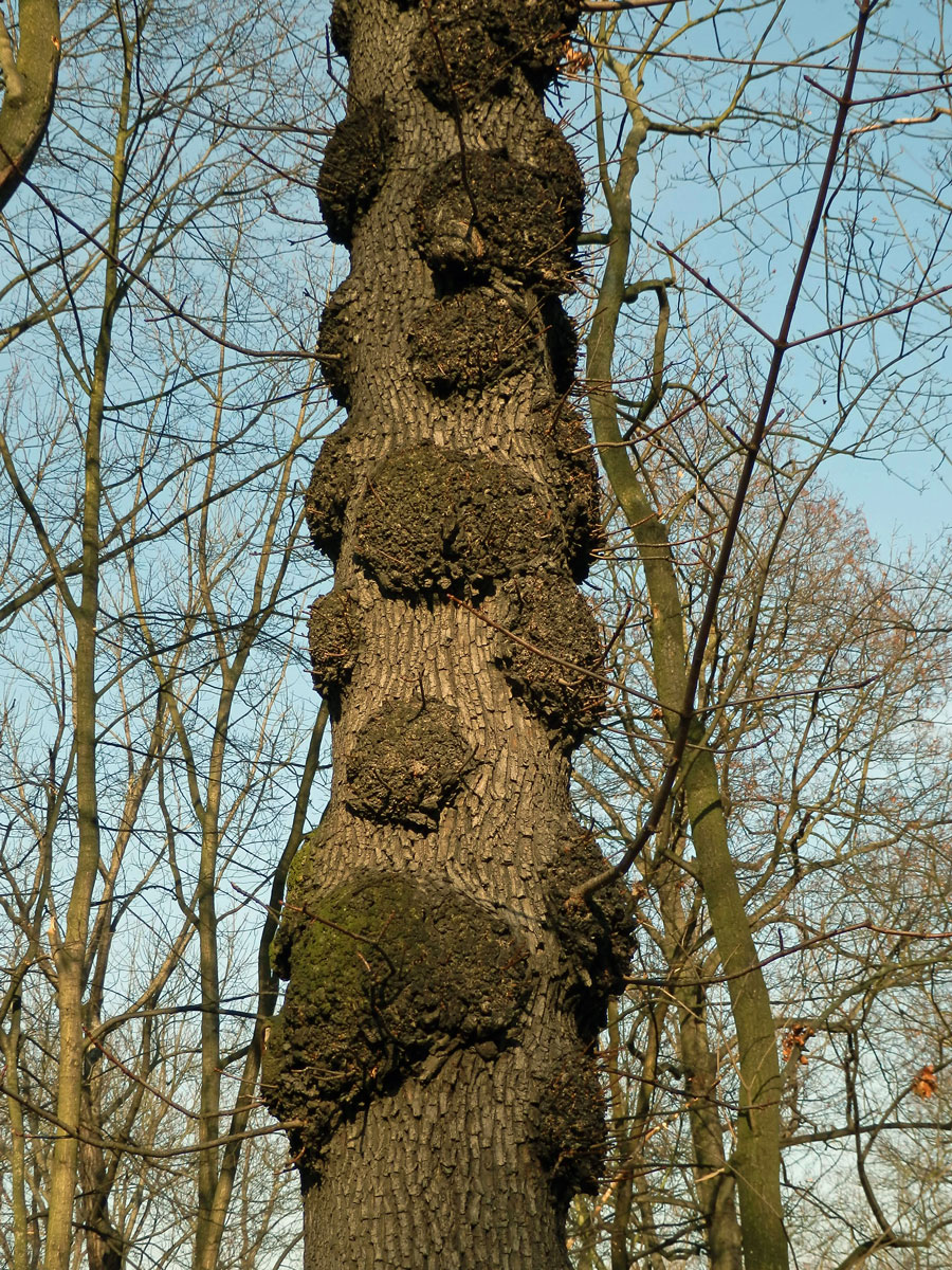 Javor mléč (Acer platanoides L.) s nádorem na kmeni (14)