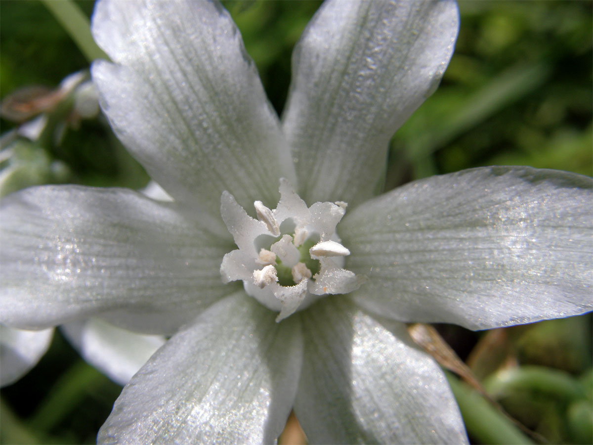 Snědek nicí (Ornithogalum nutans L.)