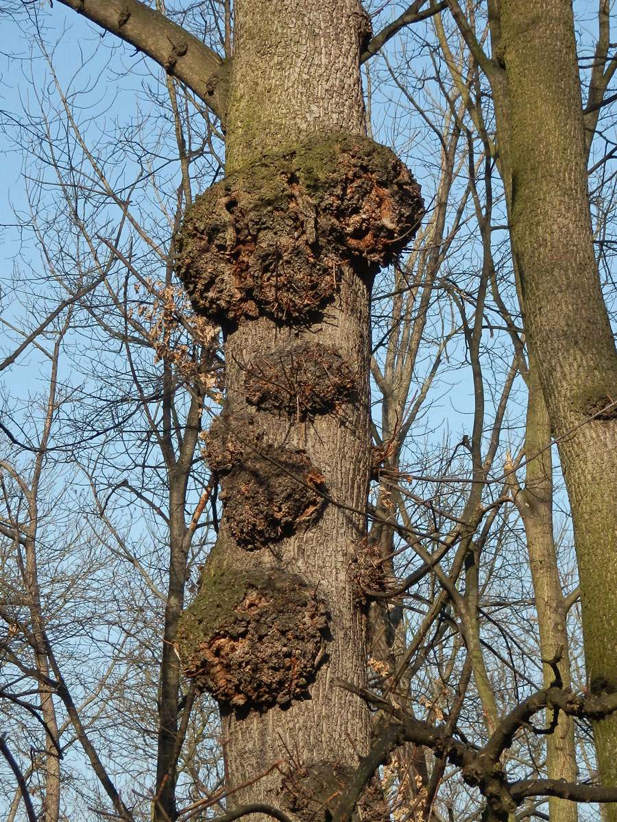 Javor mléč (Acer platanoides L.) s nádorem na kmeni (15)