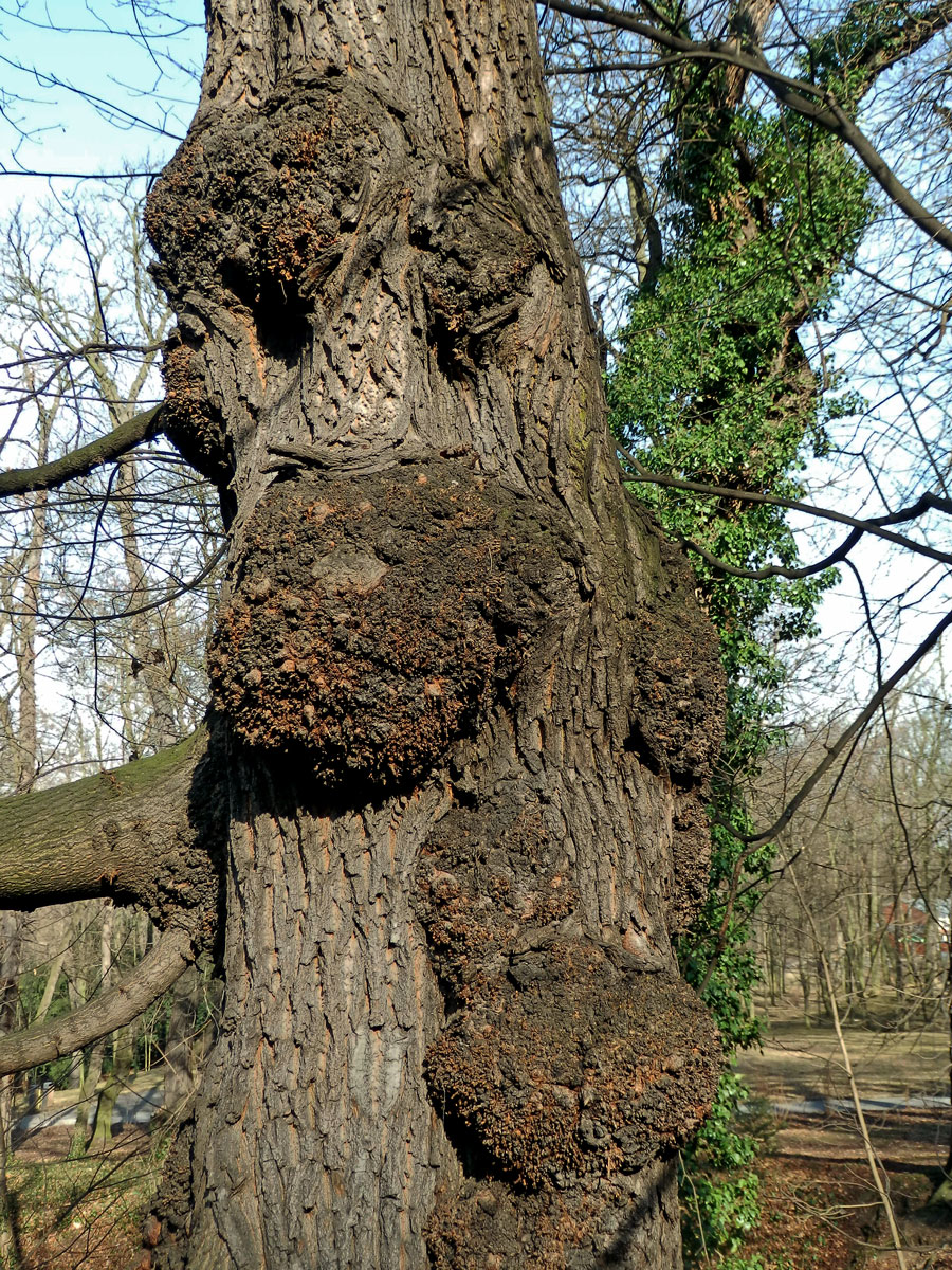 Javor mléč (Acer platanoides L.) s nádorem na kmeni (16a)