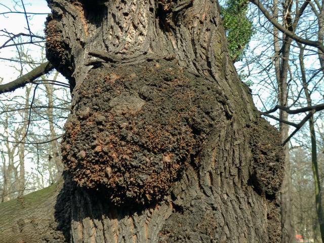 Javor mléč (Acer platanoides L.) s nádorem na kmeni (16b)