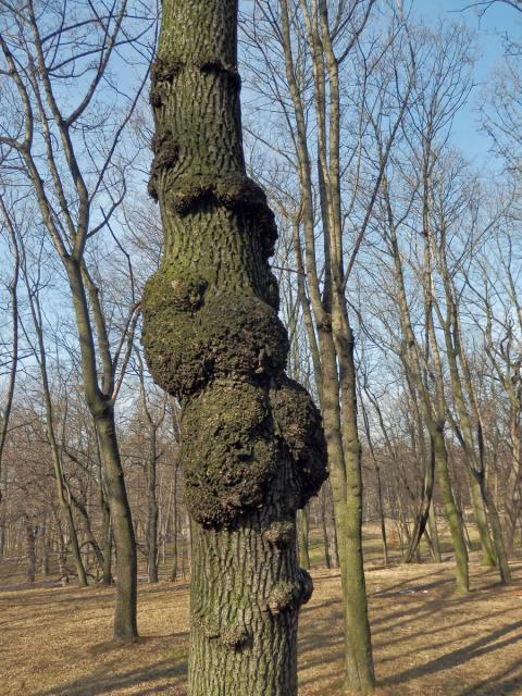 Javor mléč (Acer platanoides L.) s nádorem na kmeni (17a)