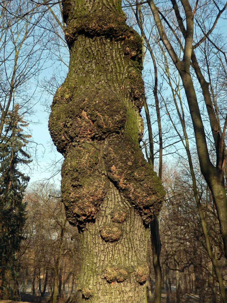 Javor mléč (Acer platanoides L.) s nádorem na kmeni (17b)