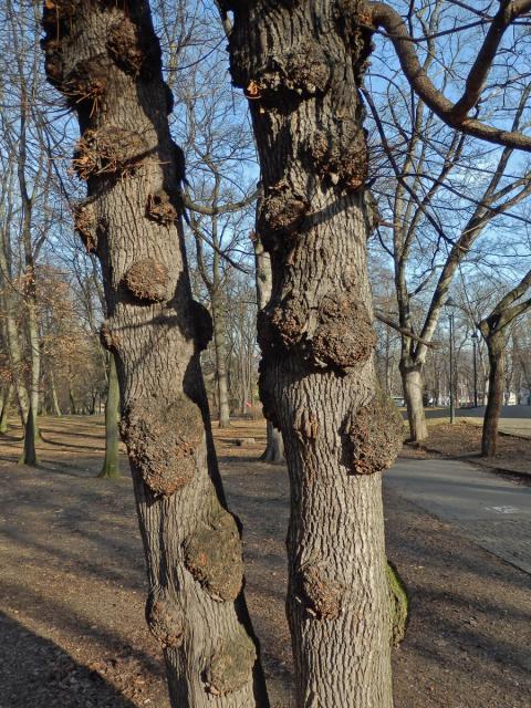 Javor mléč (Acer platanoides L.) s nádorem na kmeni (18)