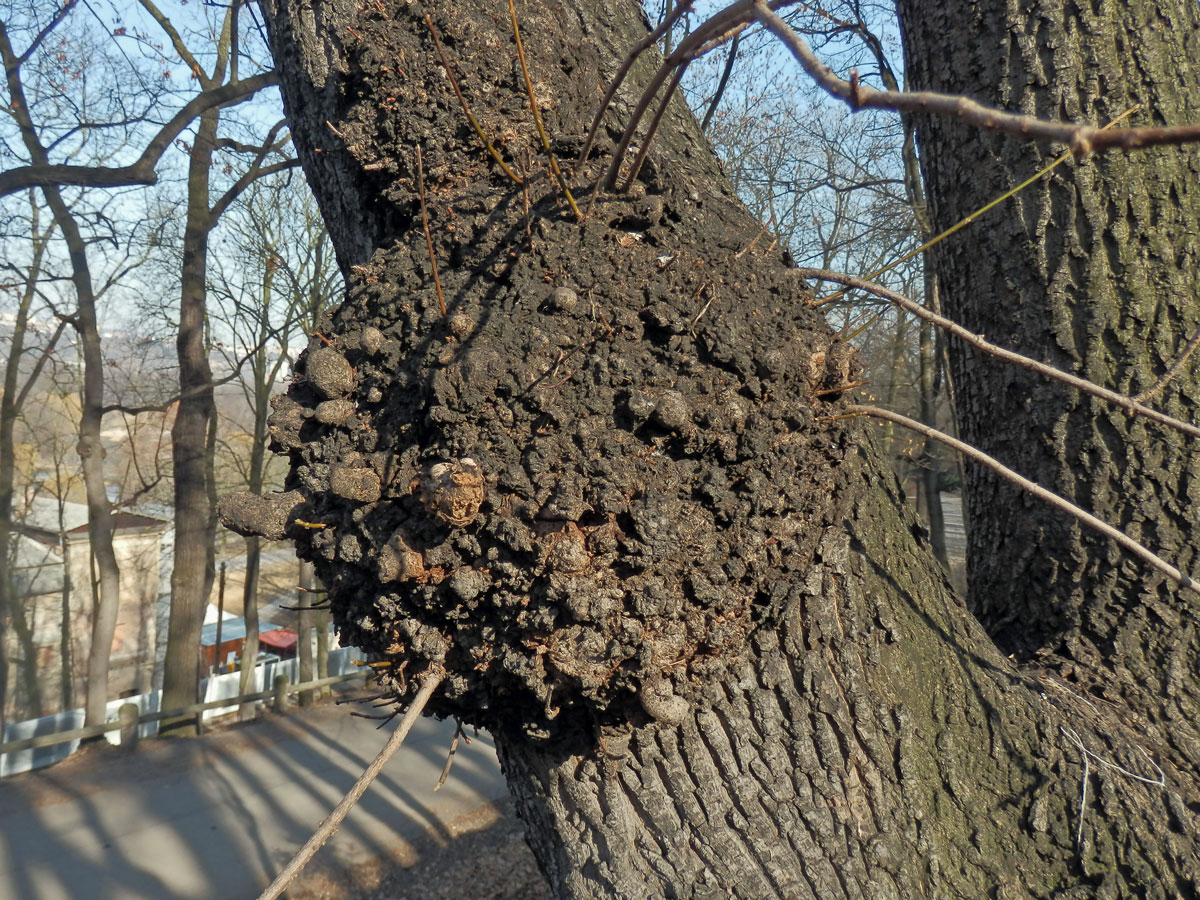 Javor mléč (Acer platanoides L.) s nádorem na kmeni (20)