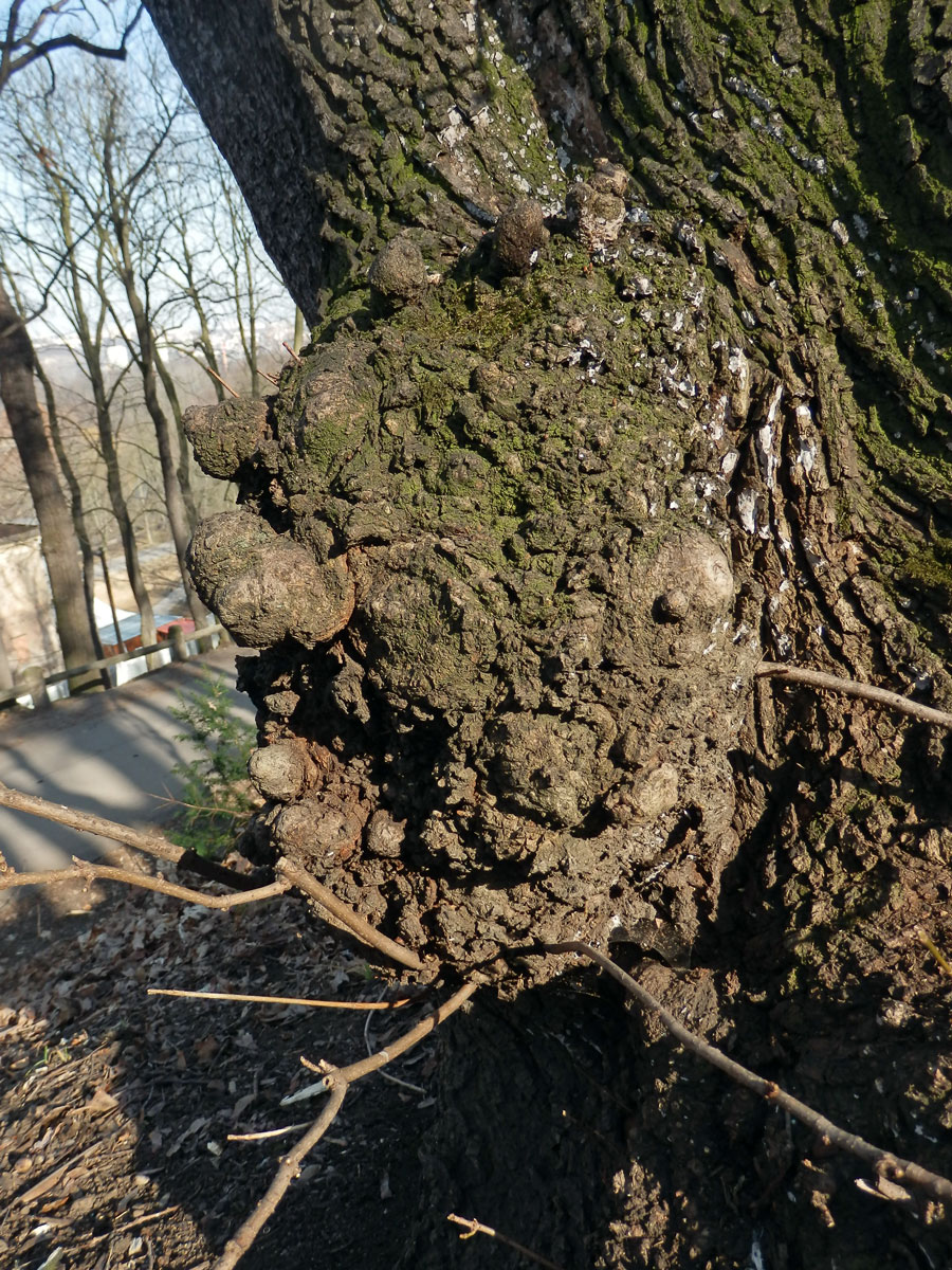 Javor mléč (Acer platanoides L.) s nádorem na kmeni (21)