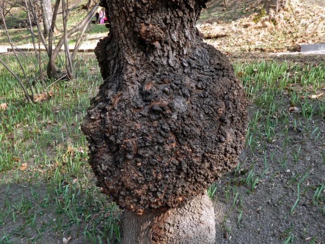 Javor mléč (Acer platanoides L.) s nádorem na kmeni (22c)