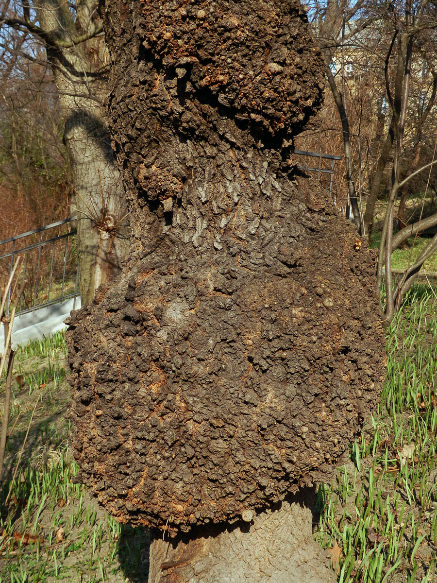 Javor mléč (Acer platanoides L.) s nádorem na kmeni (22d)