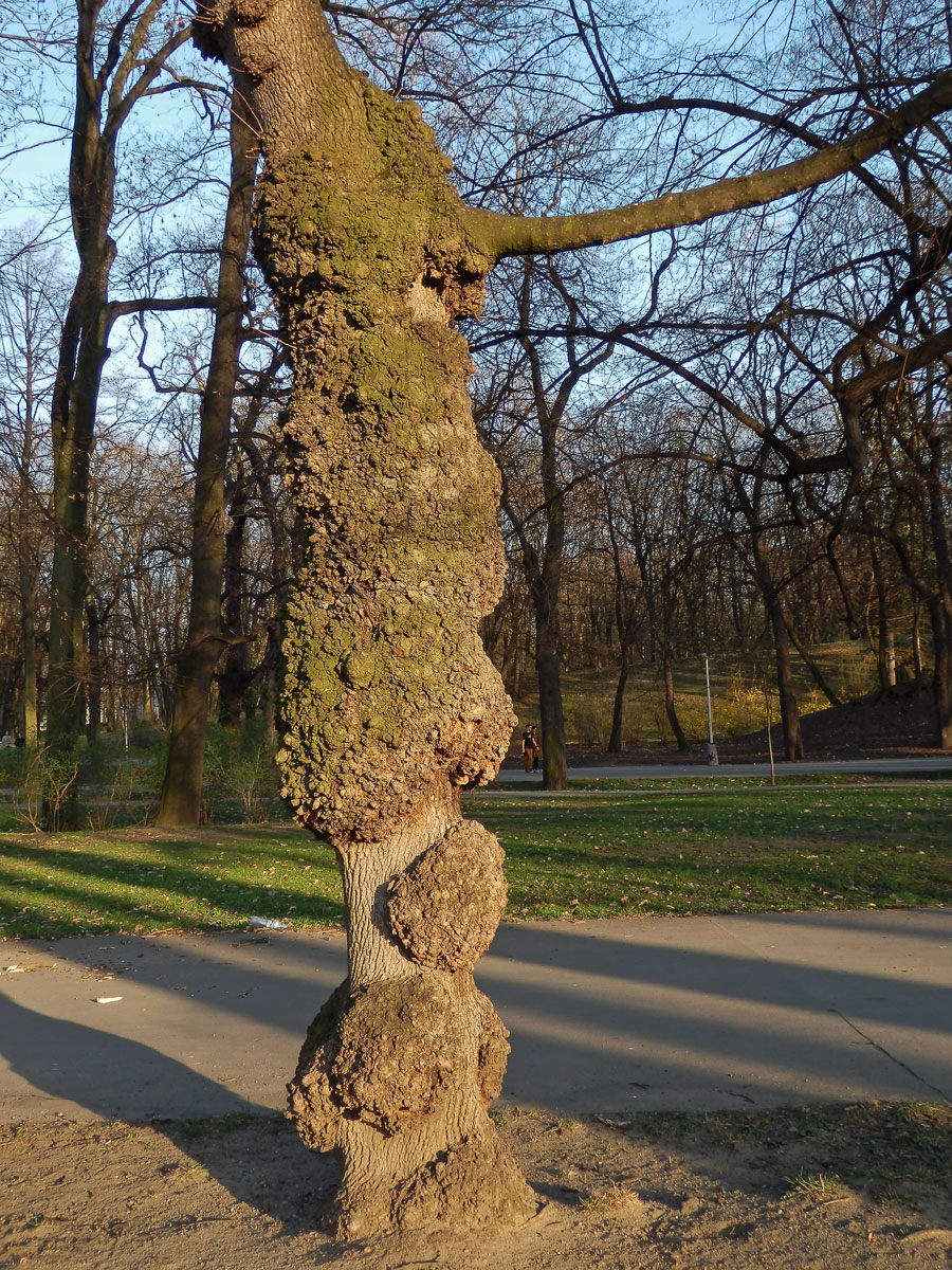 Javor mléč (Acer platanoides L.) s nádorem na kmeni (2b)