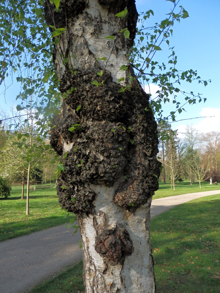 Nádor na bříze bělokoré (Betula pendula Roth) (27a)