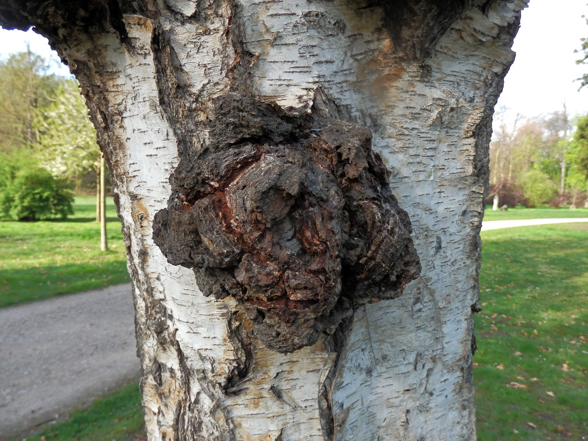 Nádor na bříze bělokoré (Betula pendula Roth) (27b)