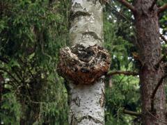 Nádor na bříze bělokoré (Betula pendula Roth) (28a)