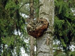 Nádor na bříze bělokoré (Betula pendula Roth) (28b)