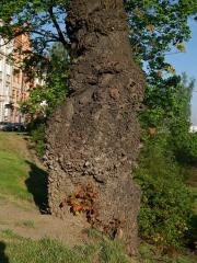 Javor mléč (Acer platanoides L.) s nádorem na kmeni (24a)