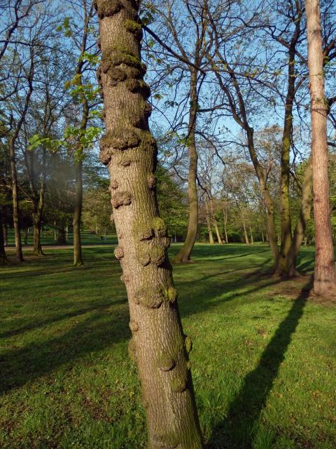 Javor mléč (Acer platanoides L.) s nádorem na kmeni (25)