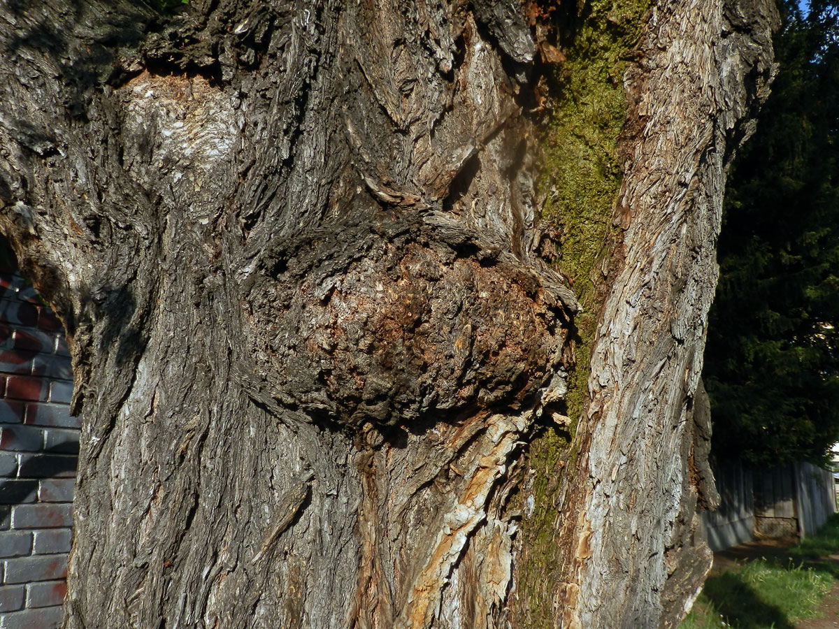 Jilm vaz (Ulmus laevis Pallas) (2) s nádorem na kmeni