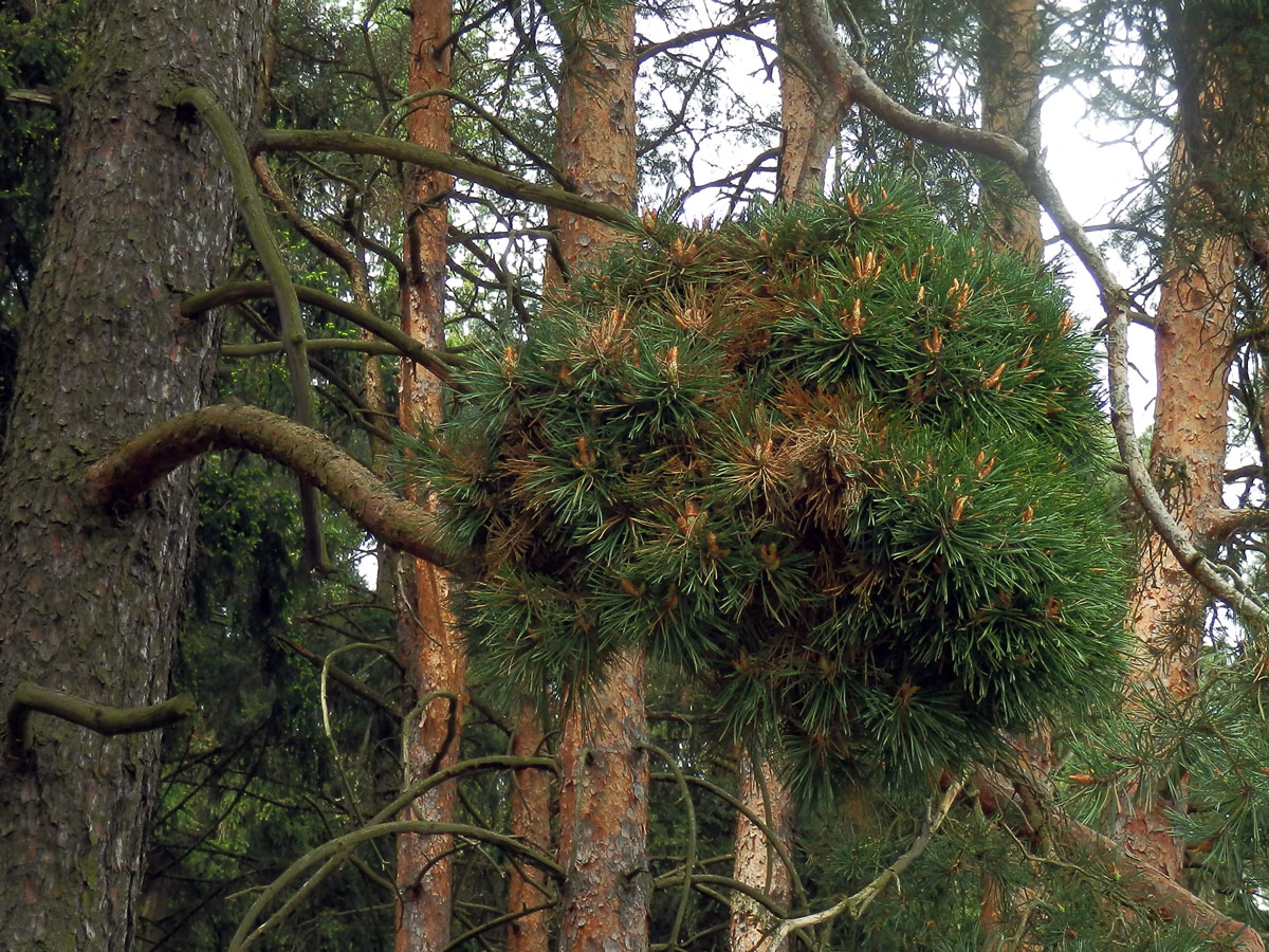 Čarověník na borovici lesní (Pinus sylvestris L.) (10b)