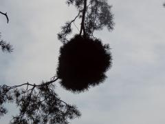 Čarověník na borovici lesní (Pinus sylvestris L.) (10d)