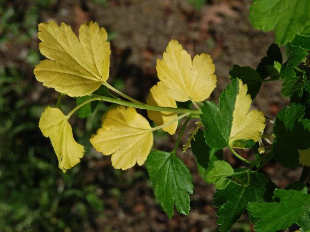 Rybíz alpínský (Ribes alpinum L.) albín (2)