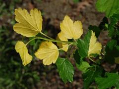 Rybíz alpínský (Ribes alpinum L.) albín (2)