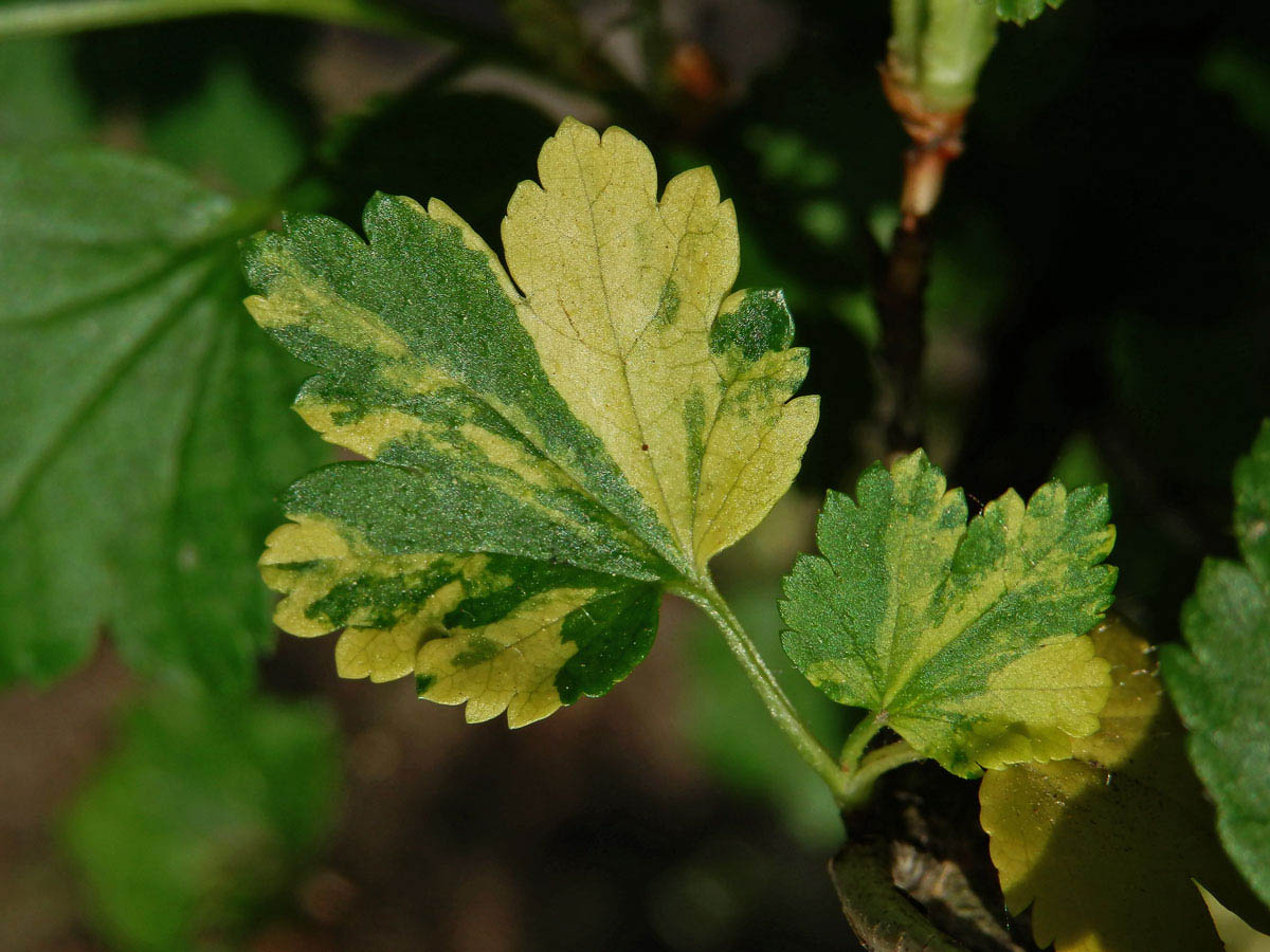 Rybíz alpínský (Ribes alpinum L.) panašovaný