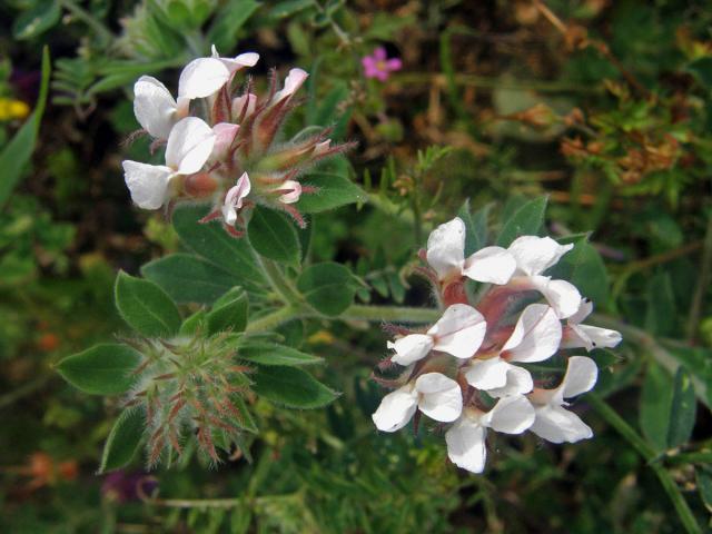 Bílojetel (Dorycnium hirsutum (L.) Ser.)