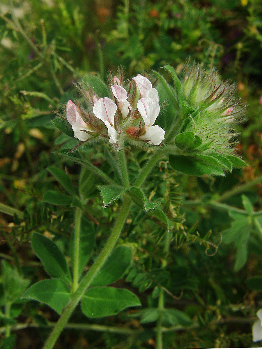 Bílojetel (Dorycnium hirsutum (L.) Ser.)