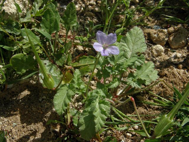 Pumpava jeřábí (Erodium gruinum (L.) L'Hér. )