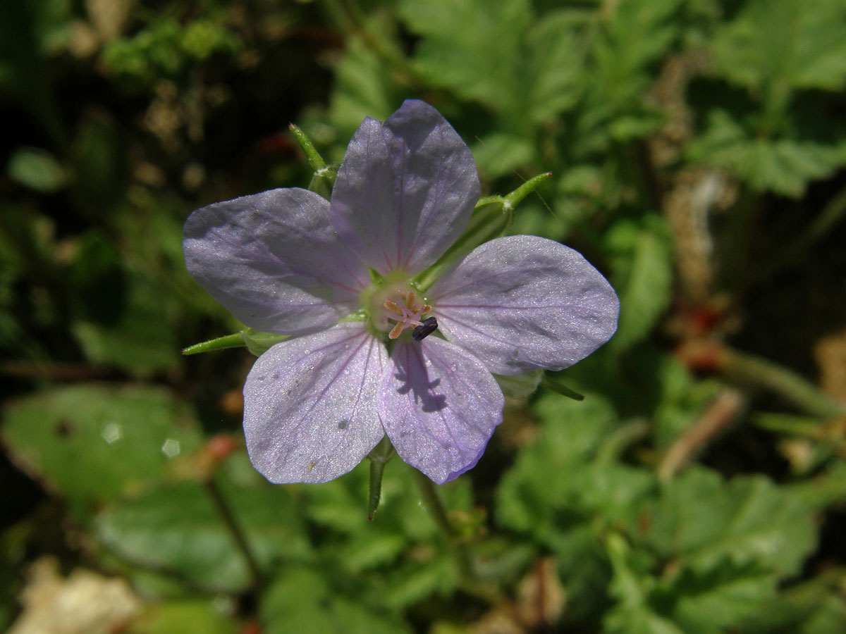 Pumpava jeřábí (Erodium gruinum (L.) L'Hér. )