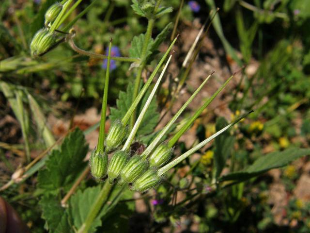 Pumpava jeřábí (Erodium gruinum (L.) L'Hér. )