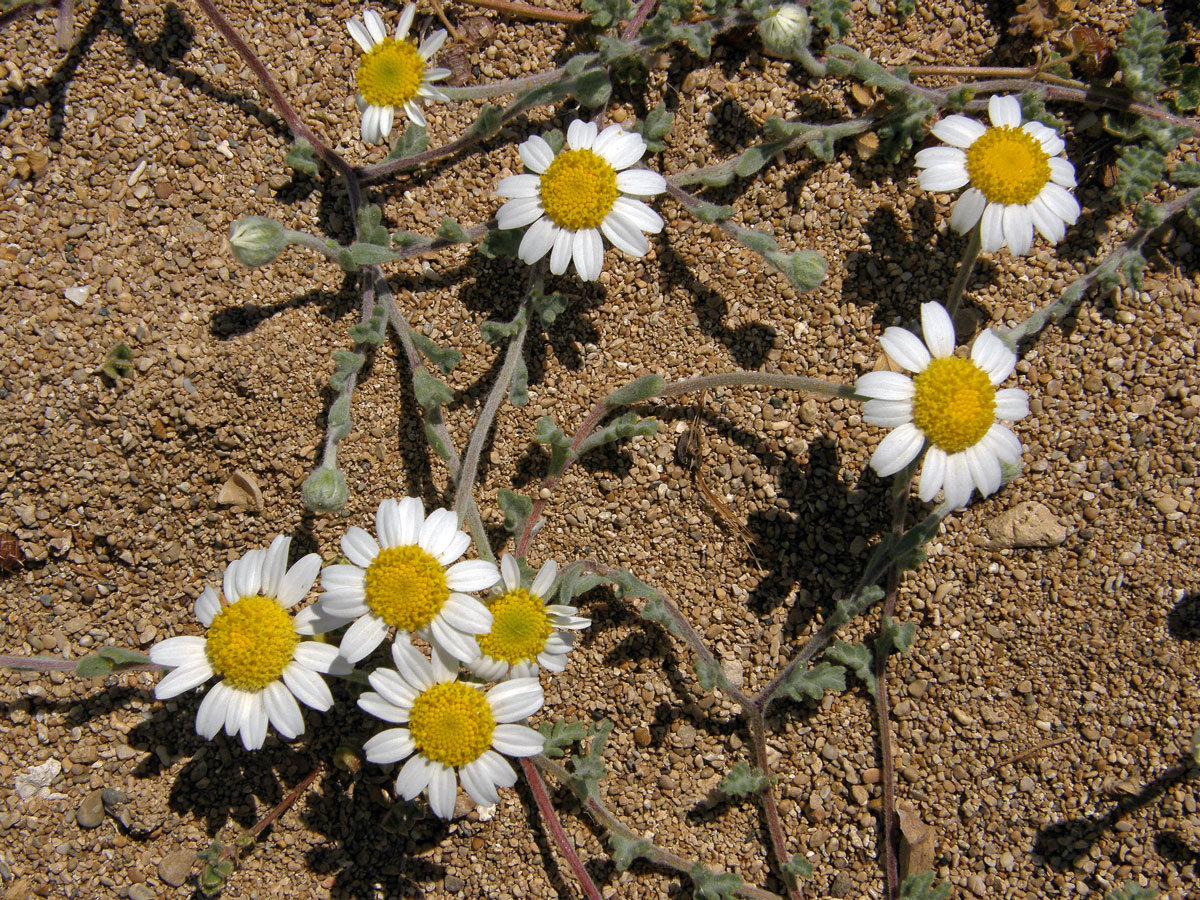 Rmen plstnatý (Anthemis tomentosa L.)