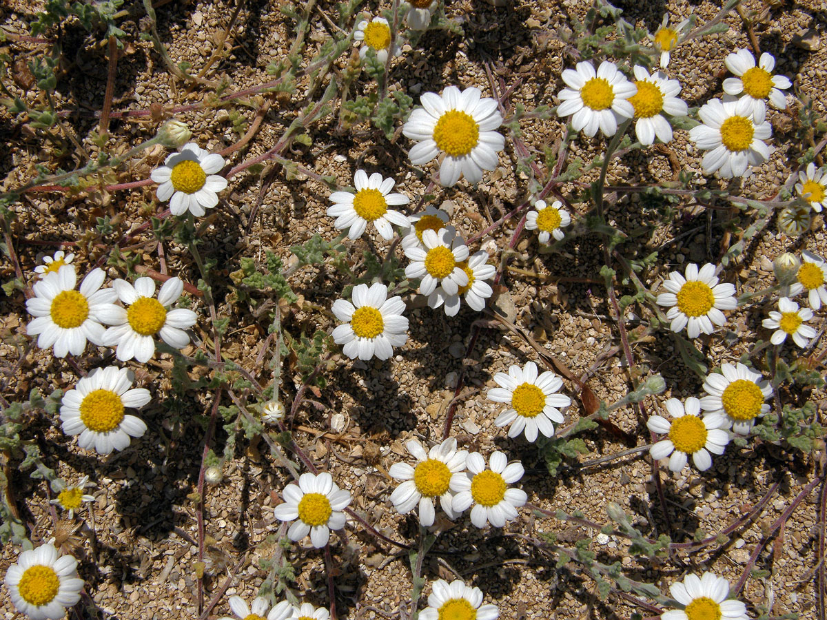 Rmen plstnatý (Anthemis tomentosa L.)