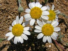 Rmen plstnatý (Anthemis tomentosa L.)