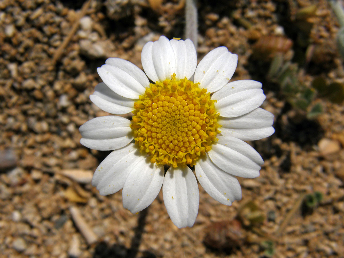 Rmen plstnatý (Anthemis tomentosa L.)