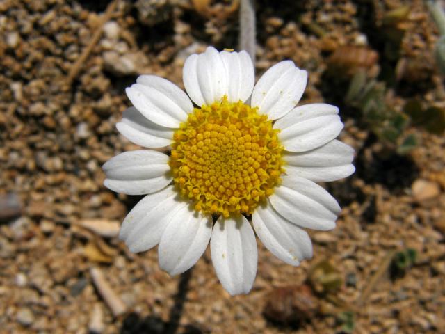 Rmen plstnatý (Anthemis tomentosa L.)