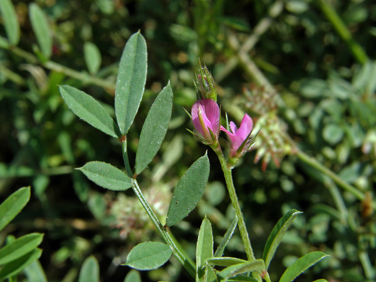 Vičenec (Onobrychis caput-galli (L.) Lam.)