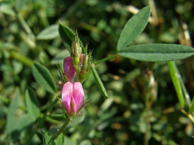 Vičenec (Onobrychis caput-galli (L.) Lam.)