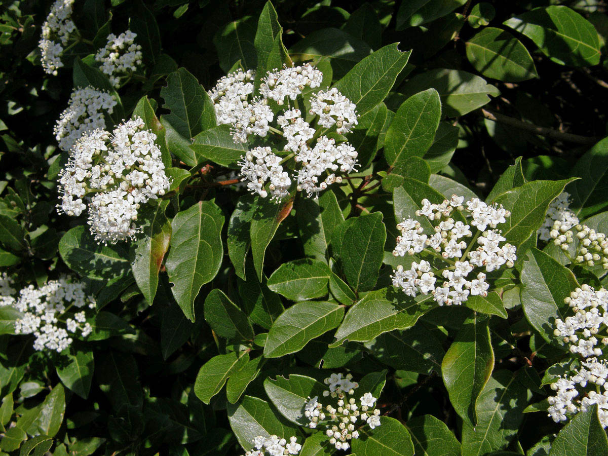 Kalina modroplodá (Viburnum tinus L.)