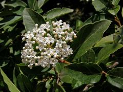Kalina modroplodá (Viburnum tinus L.)